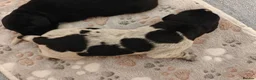 German Wirehaired Pointer dogs for sale: German Wirehaired Pointer Puppies - Advert 7