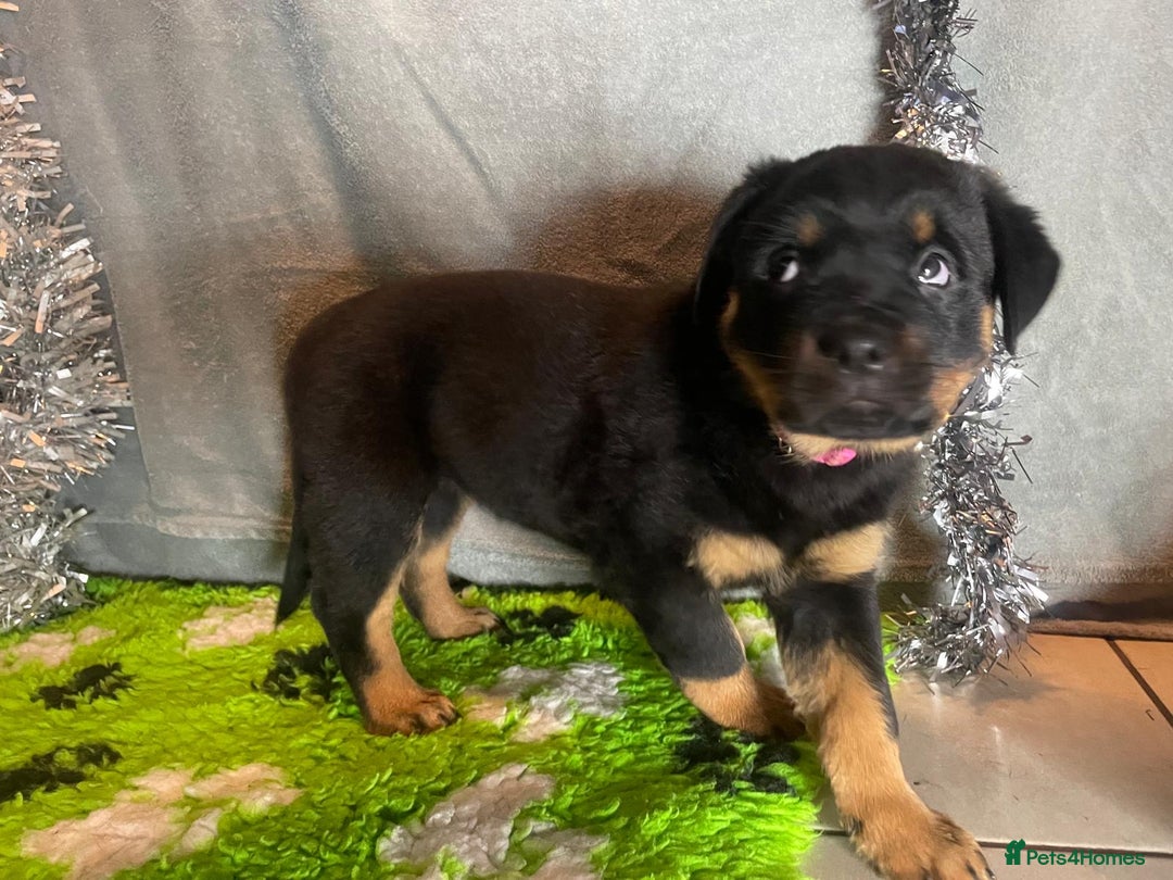 Rottweiler dogs for sale: Rottweiler Puppies  - Advert 15