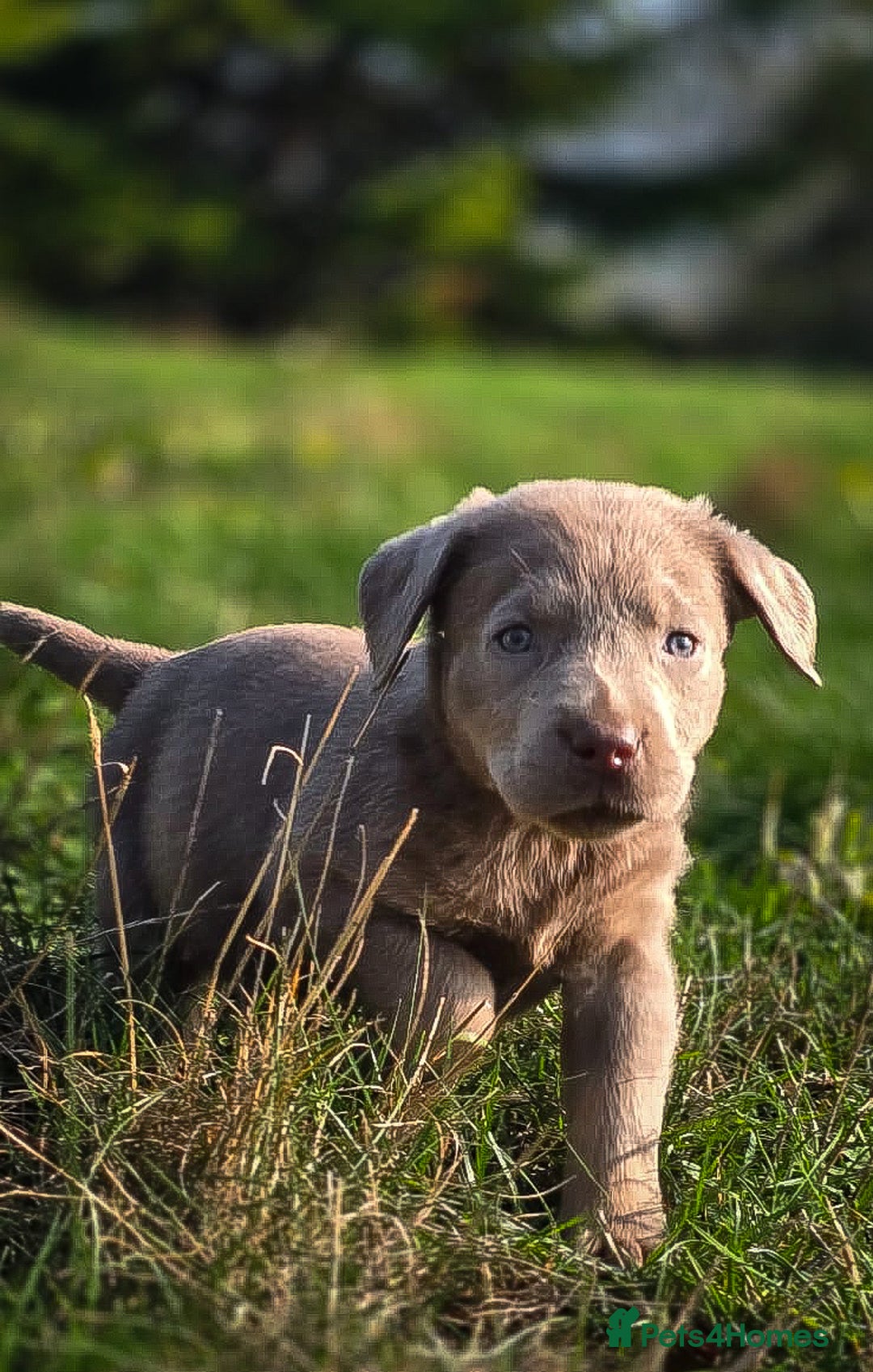 Labrador Retriever dogs for sale: 🐾Meet our adorable silver & charcoal lab pupps🐾  - Image 3
