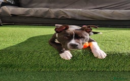 Staffordshire Bull Terrier dogs for sale: Beautiful staffy - Image 5