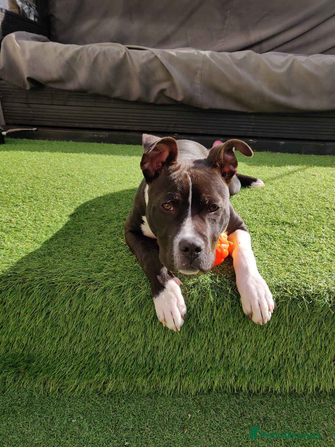 Staffordshire Bull Terrier dogs for sale: Beautiful staffy - Image 5