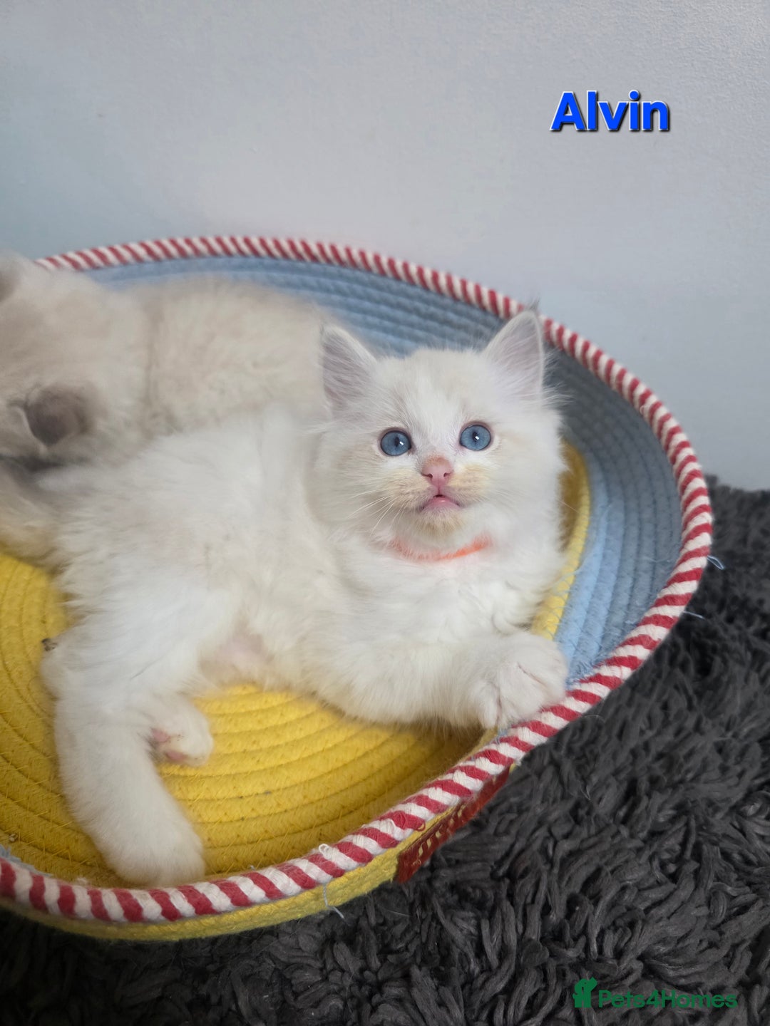 Ragdoll cats for sale: GCCF registered ragdoll kittens  - Advert 20