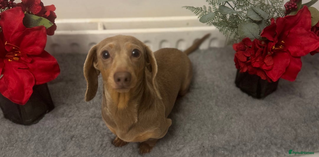 Miniature Dachshund dogs for stud: Flynn ready for stud services - Advert 4