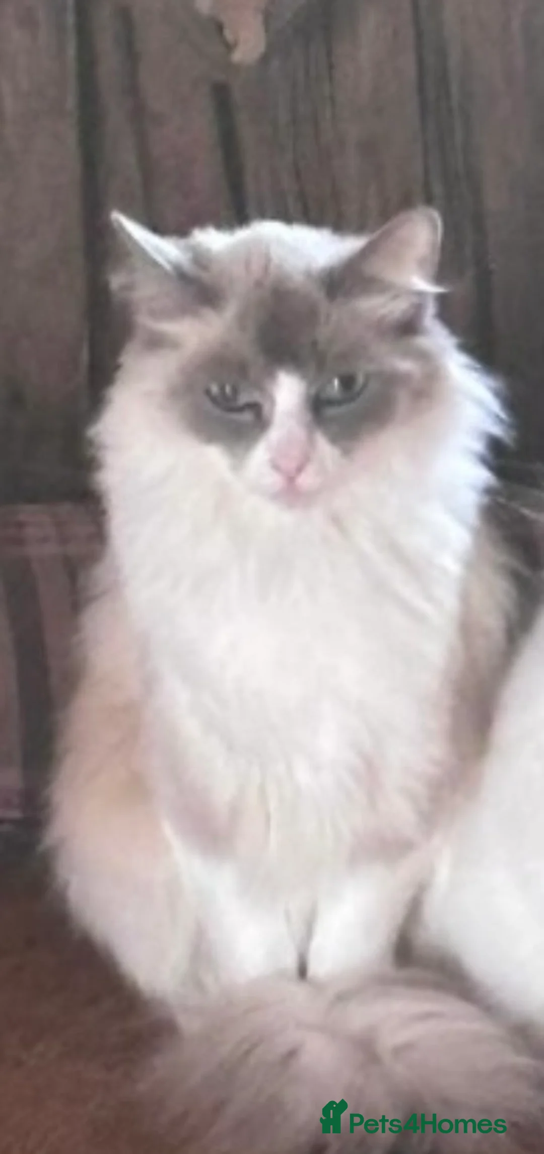 Mixed Breed cats for sale: Gorgeous Half Ragdoll Kitten  - Advert 2