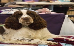 English Springer Spaniel dogs for stud: ENGLISH SPRINGER SPANIEL SHOW TYPE STUD DOG - Image 7
