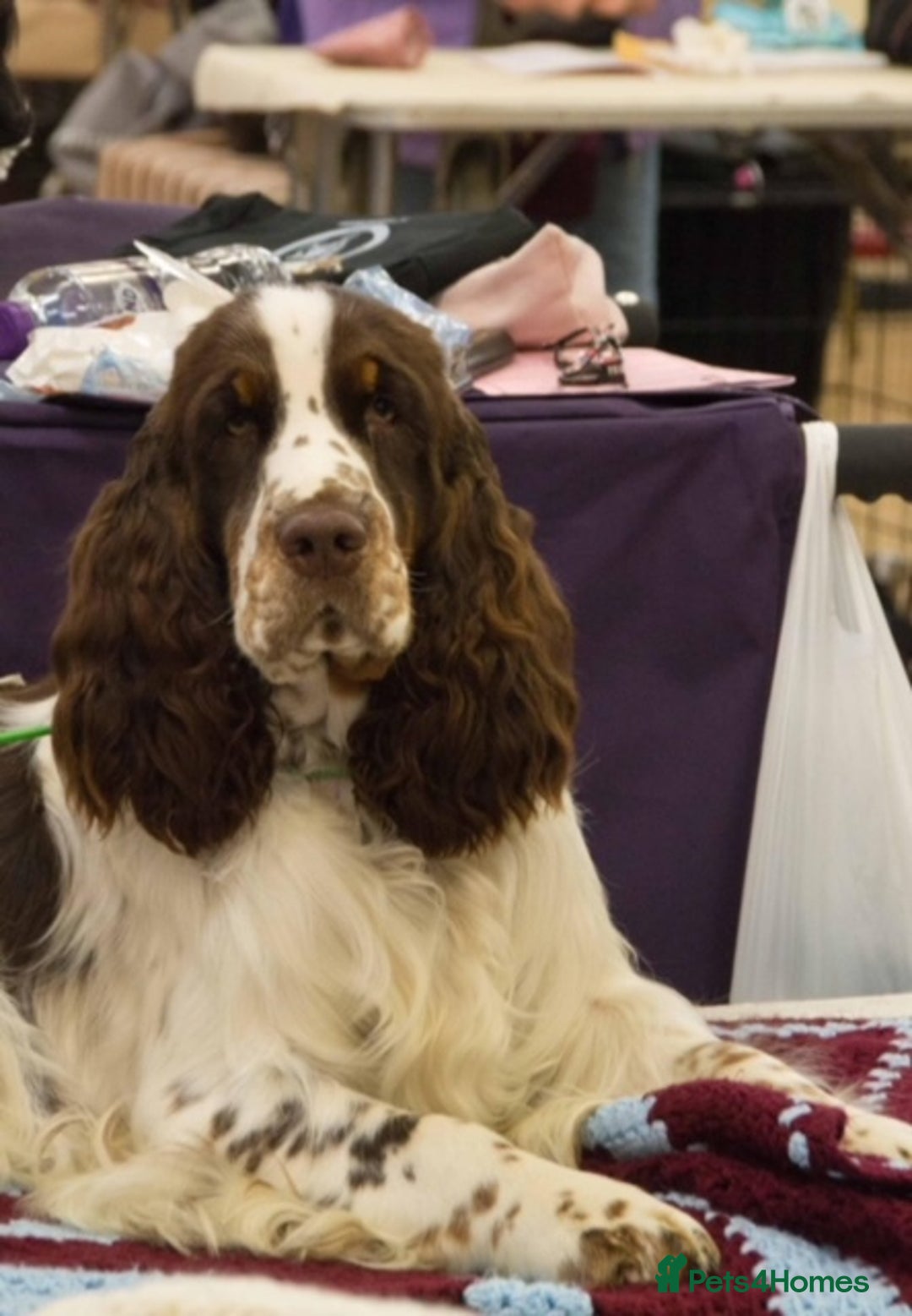 English Springer Spaniel dogs for stud: ENGLISH SPRINGER SPANIEL SHOW TYPE STUD DOG - Image 7