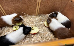 Guinea Pig rodents for sale: Bonded boars/boys - Image 19