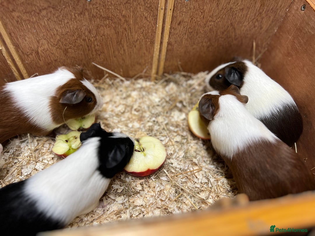 Guinea Pig rodents for sale: Bonded boars/boys - Image 19
