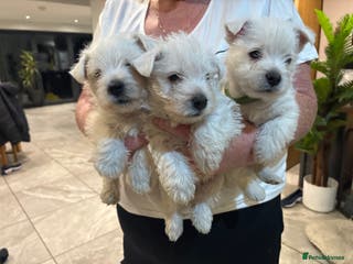 West Highland Terrier dogs KC reg west highland pups for sale - Advert 4