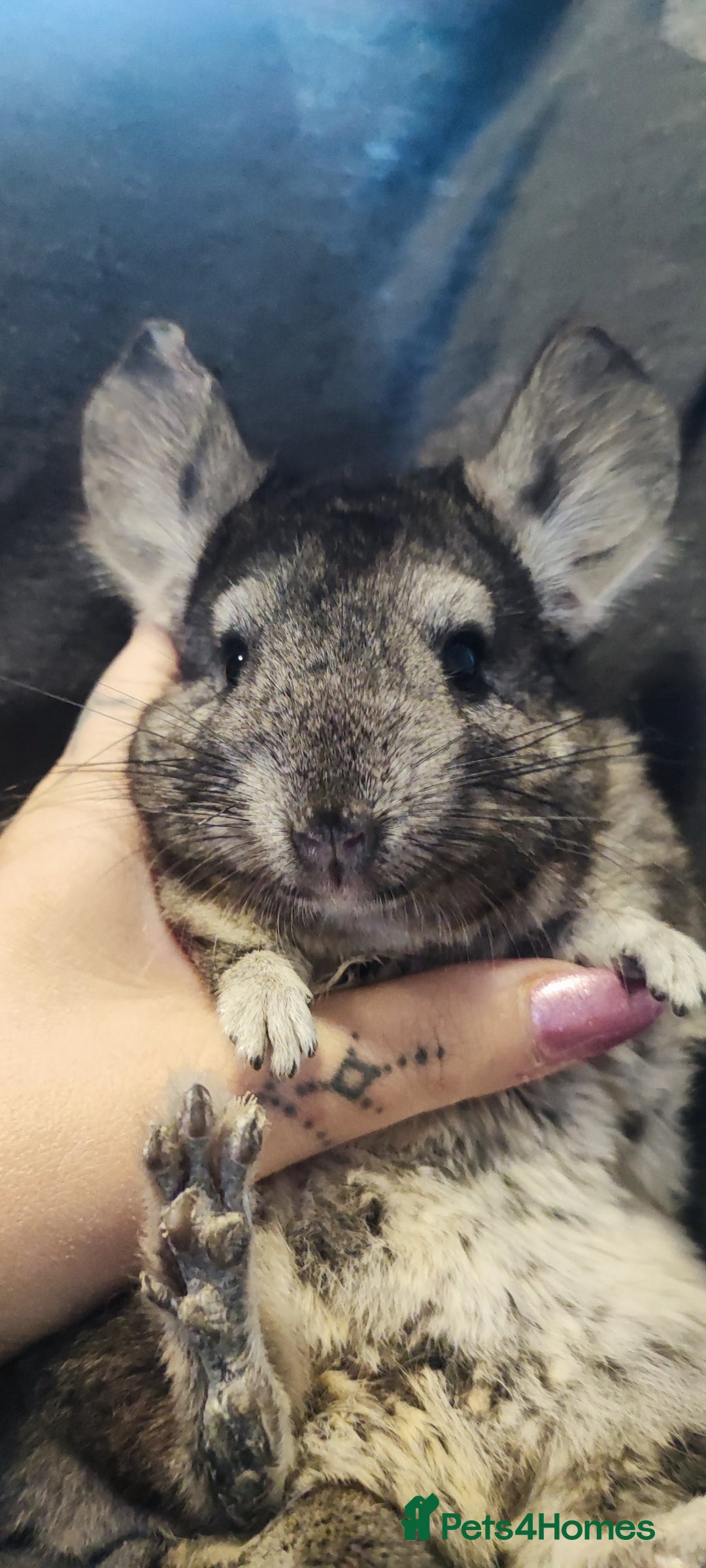 Chinchilla rodents for sale: Chinchilla male and female - Image 2