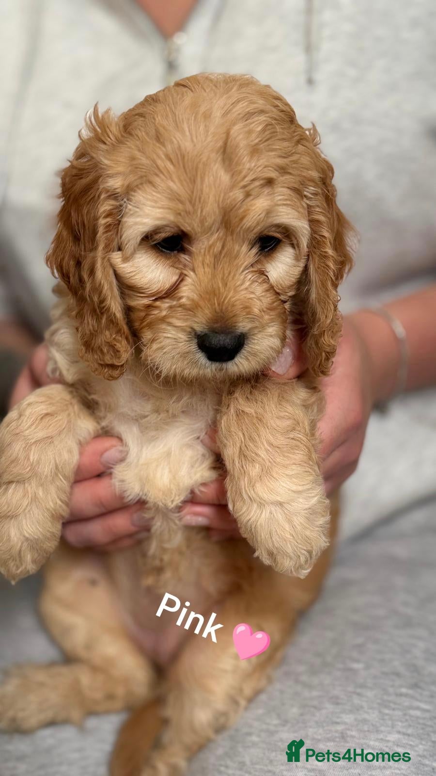 Cockapoo dogs for sale: Beautiful Cockapoo Puppies🐾 - Advert 14