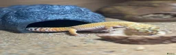 Gecko reptiles for sale: Stunning Geko - Advert 7