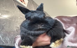 Mini Lop rabbits for sale: 3 rabbits  - Image 4