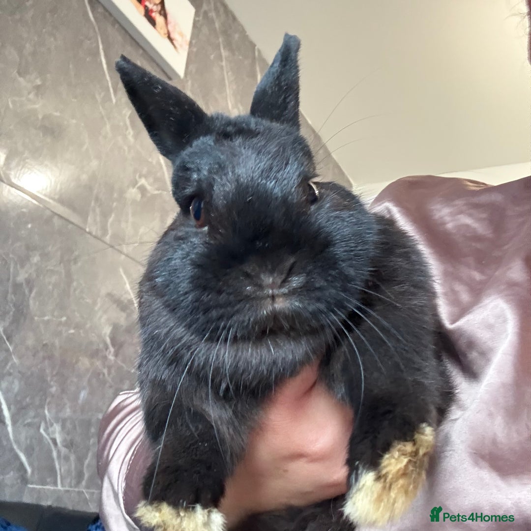 Mini Lop rabbits for sale: 3 rabbits  - Image 4