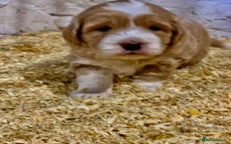 Mini Goldendoodle dogs for sale: Miniature Golden Doodles  - Image 5