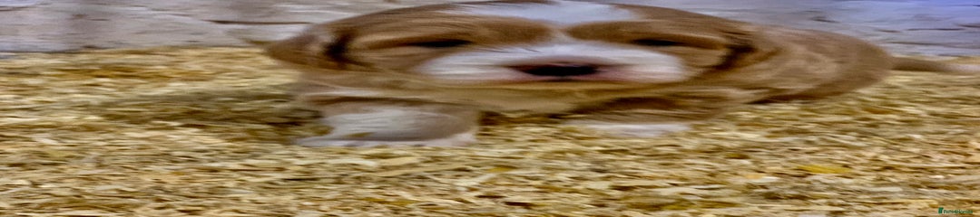 Mini Goldendoodle Puppy 2