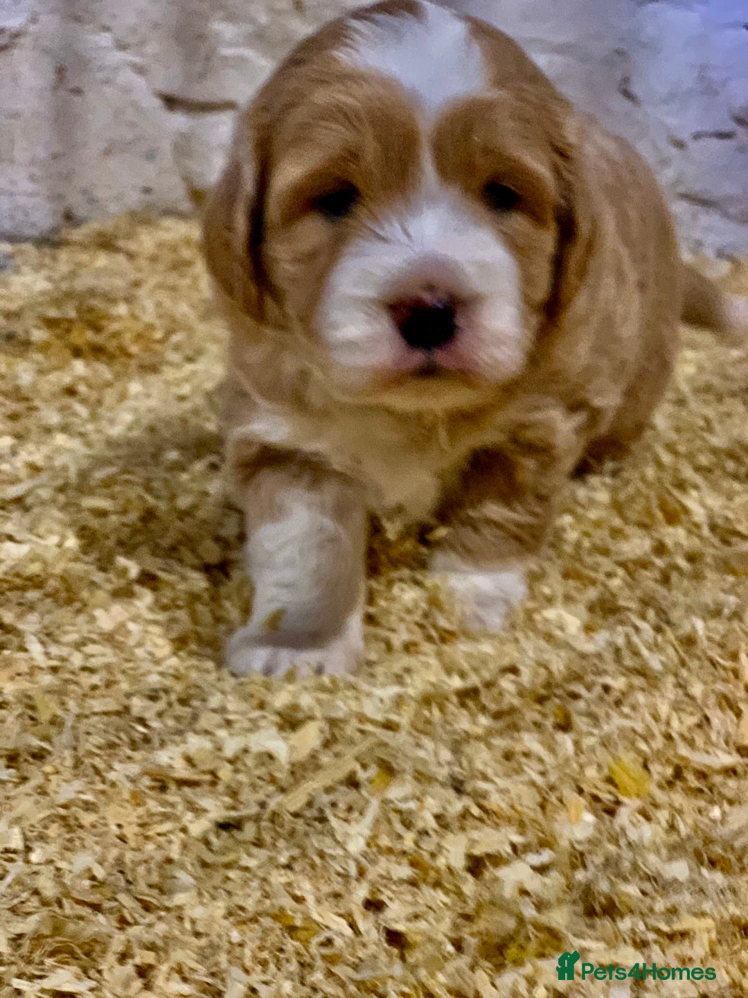 Mini Goldendoodle dogs for sale: Miniature Golden Doodles  - Image 5