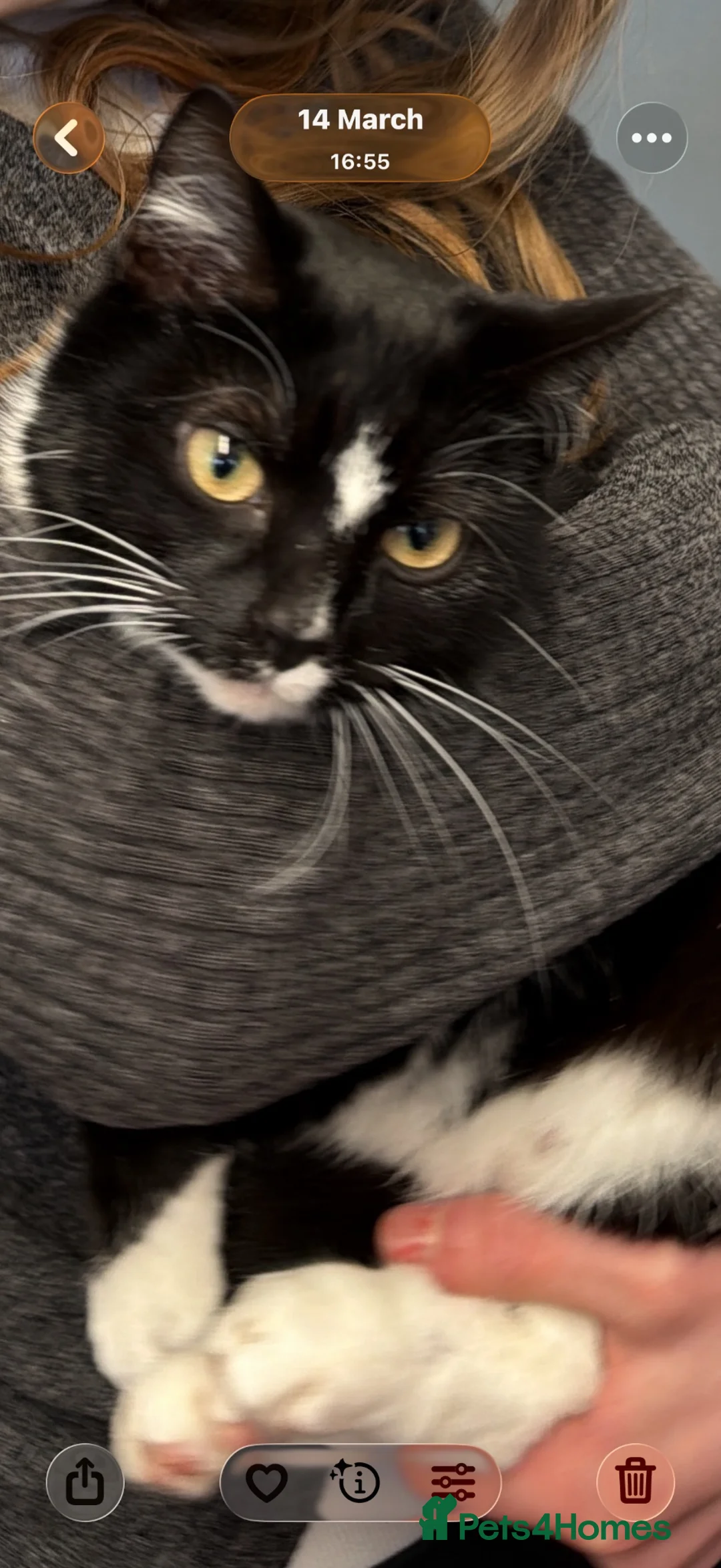 Mixed Breed cats for sale: 3 cute kittens ready for forever home  - Advert 2