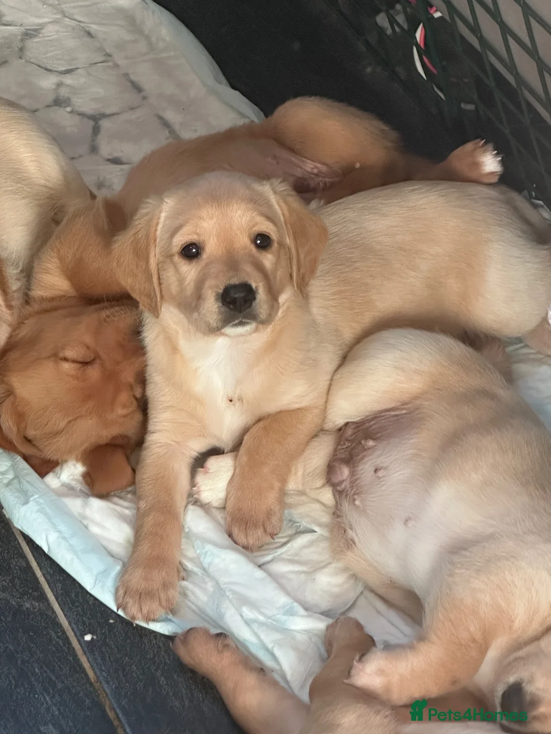 Mixed Breed dogs for sale: Cavachon - Fox Red Labrador - Rare F1 Cavador - Advert 2