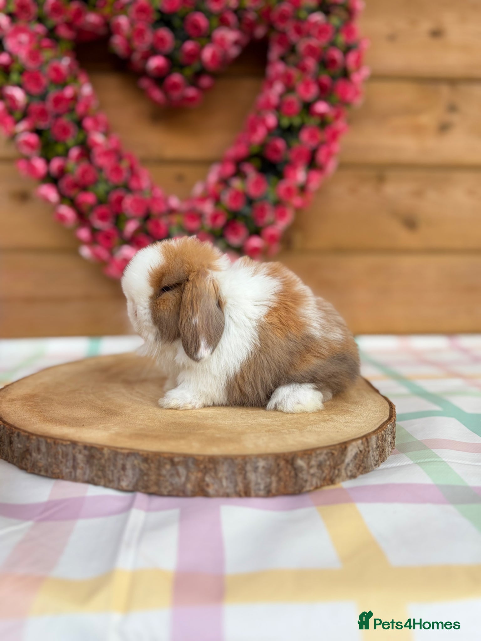 Mini Lop rabbits Friendly Mini Lops - Advert 2