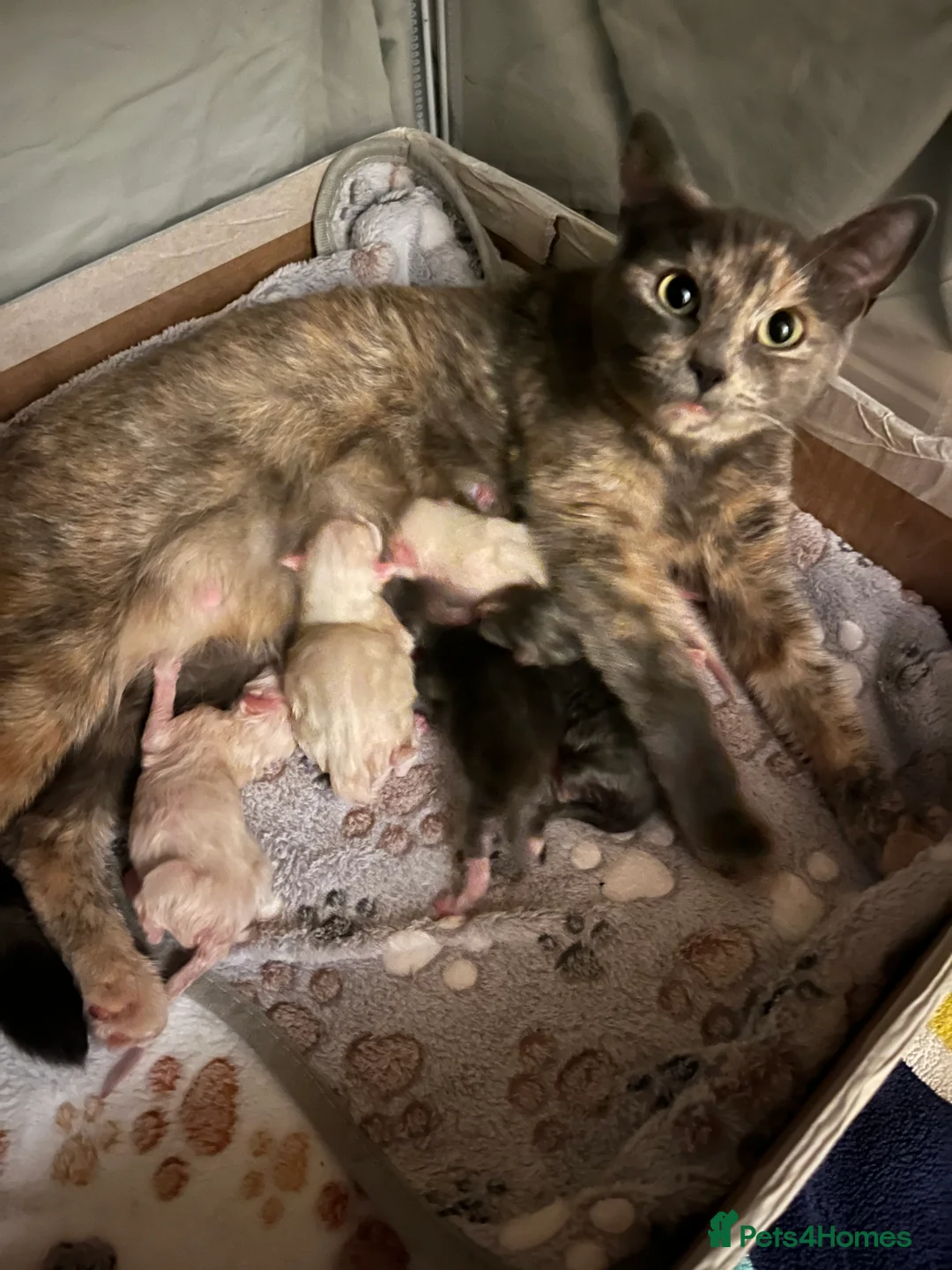 Ragdoll cats for sale: 2 x Fluffy Ragdoll x BSH kittens - Advert 2