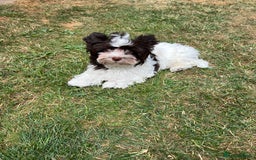 Yorkshire Terrier dogs for sale: Tiny Boys !!! Pedigrees !!! in Coventry - Image 17