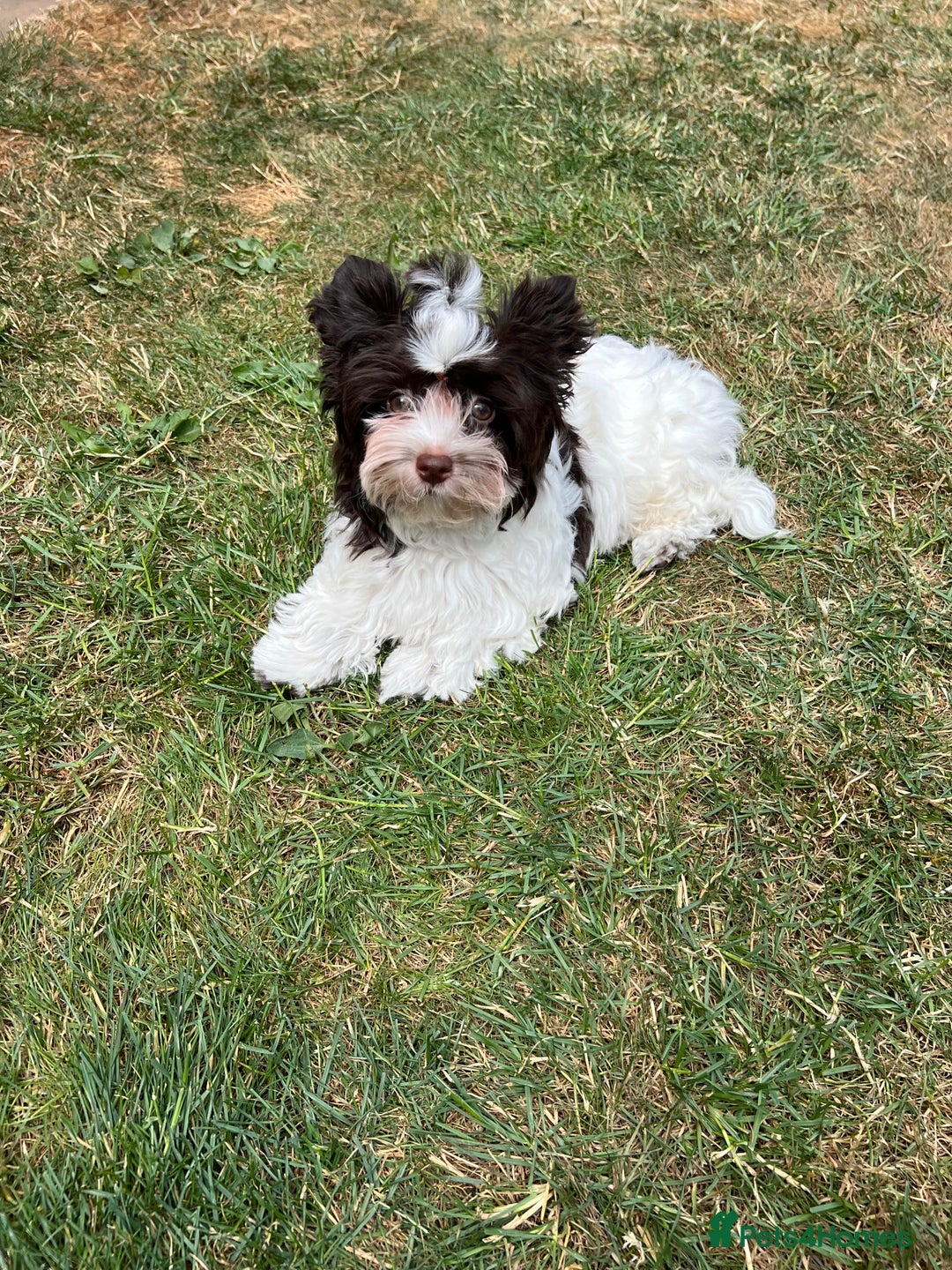 Yorkshire Terrier dogs for sale: Tiny Boys !!! Pedigrees !!! in Coventry - Image 17