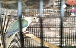 Conures birds for sale: 2 CONURES FOR SALE - SOLD AS A PAIR - Image 6