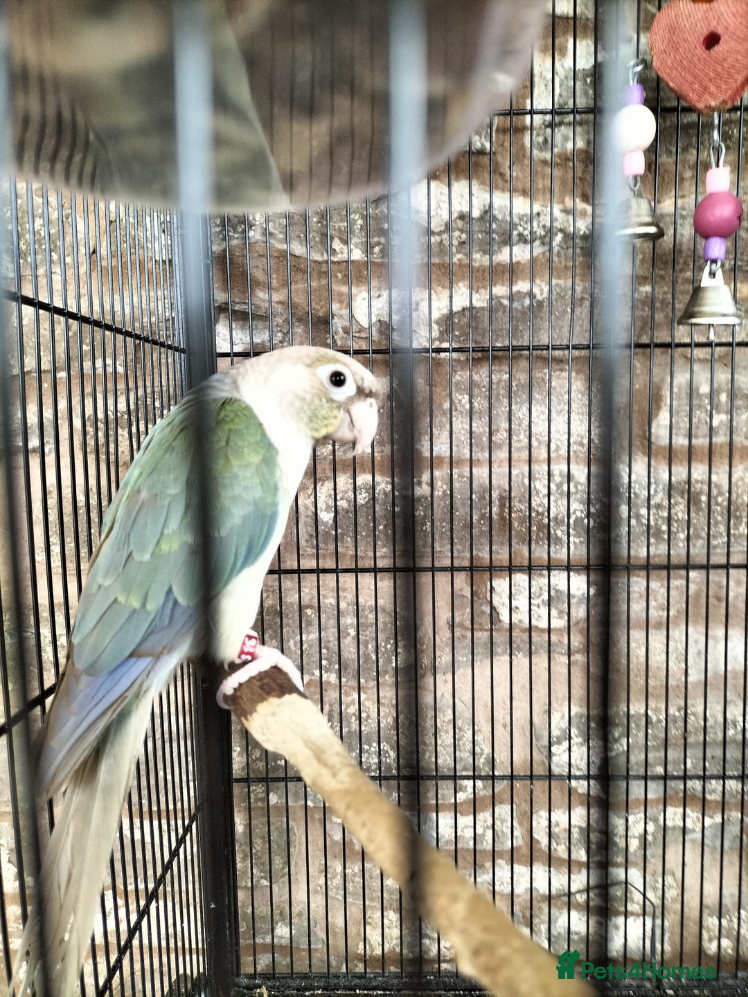 Conures birds for sale: 2 CONURES FOR SALE - SOLD AS A PAIR - Image 6
