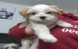 Tibetan Terrier dogs for sale: KC Tibetan Terrier Puppy  - Advert 16