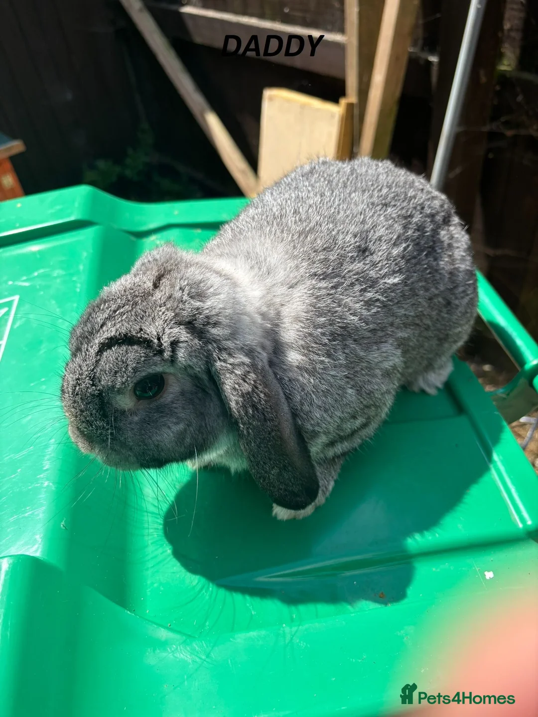 Mini Lop rabbits for sale: 🐰 Beautiful Mini Lop Baby Bunnies– Ready to go 🐰 - Advert 39