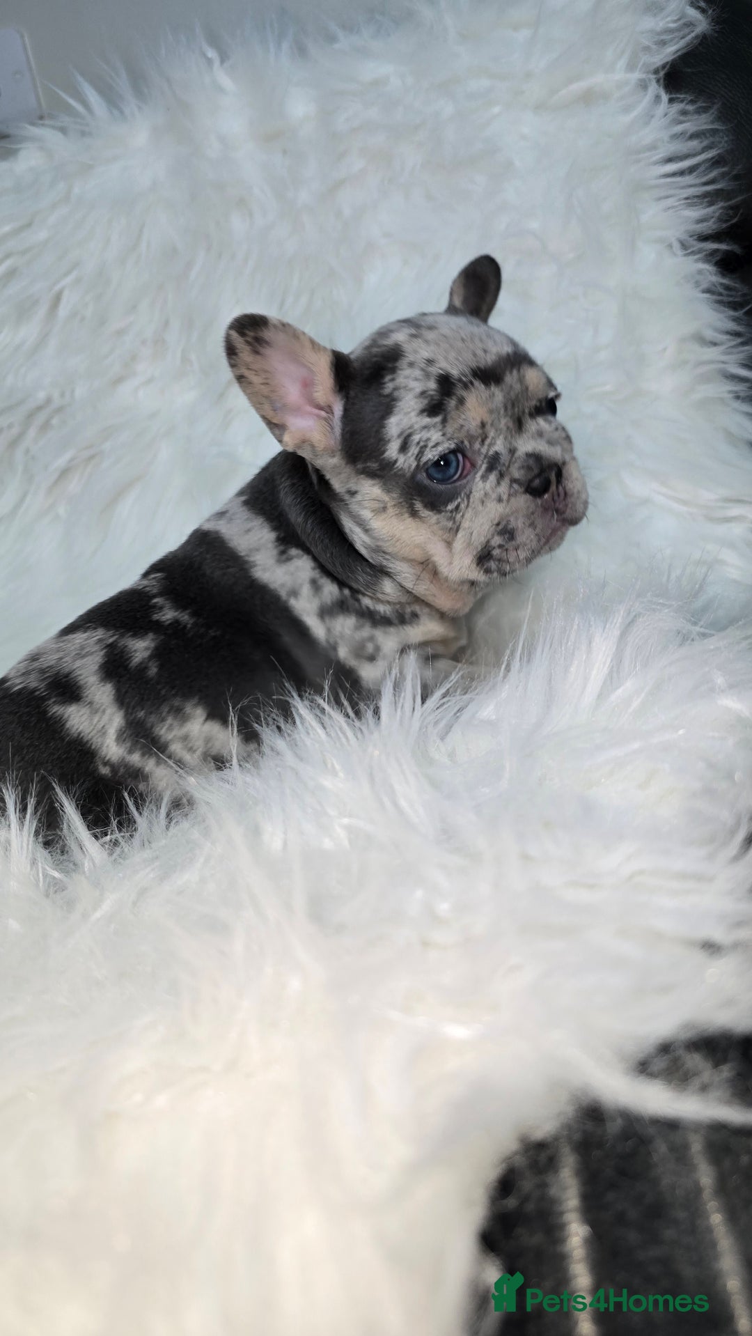 French Bulldog dogs for sale: Stunning french bulldog puppies - Advert 12