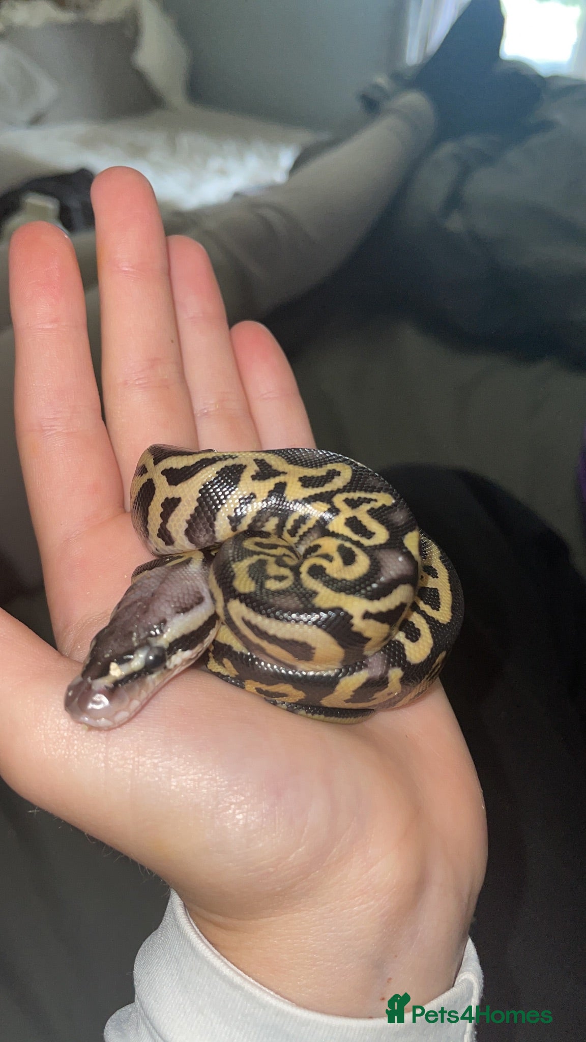 Python Snake reptiles Baby Royal python  - Advert 2