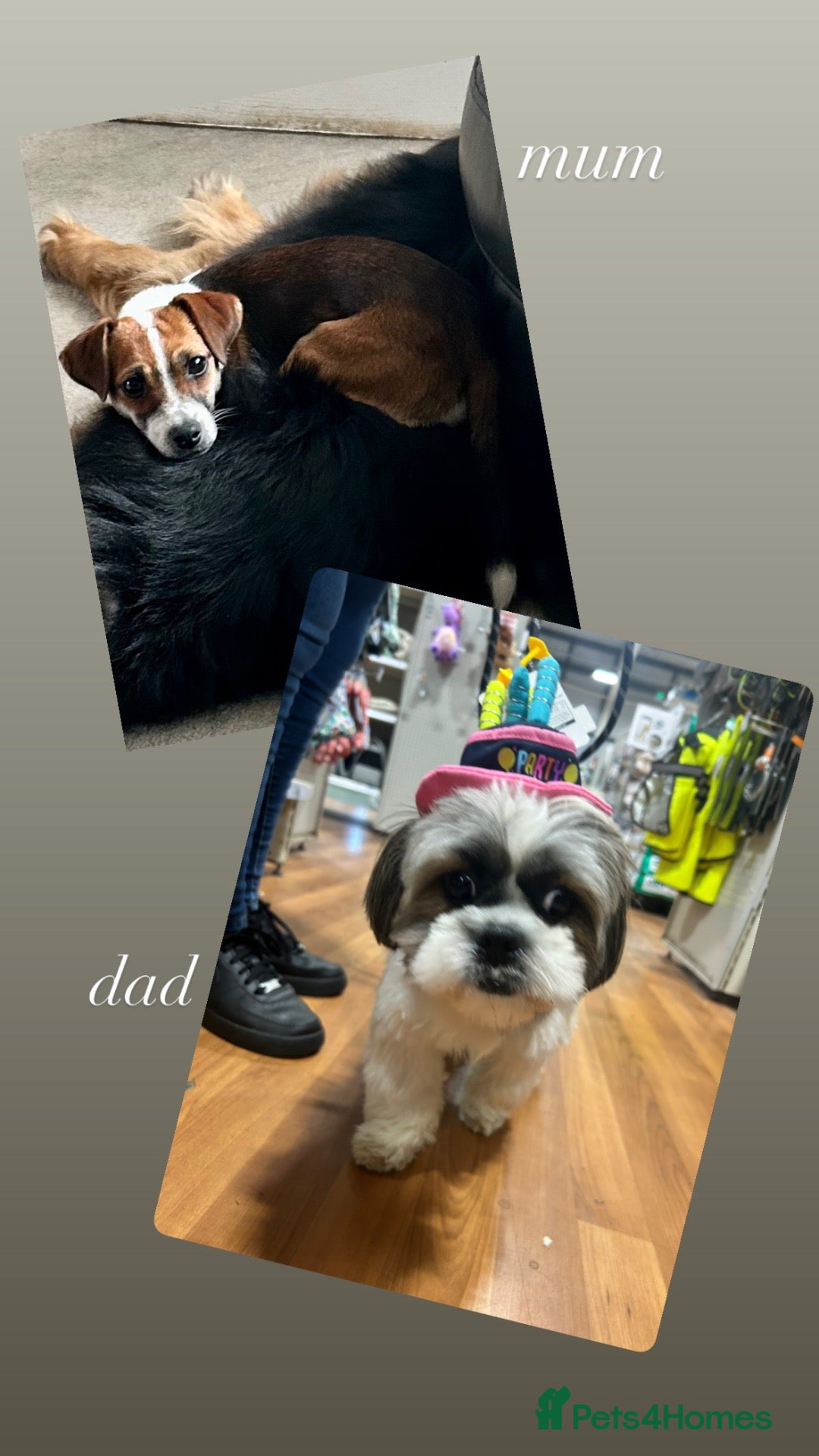 Mixed Breed dogs 4 gorgeous mini shih tzu x jack russels - Advert 2