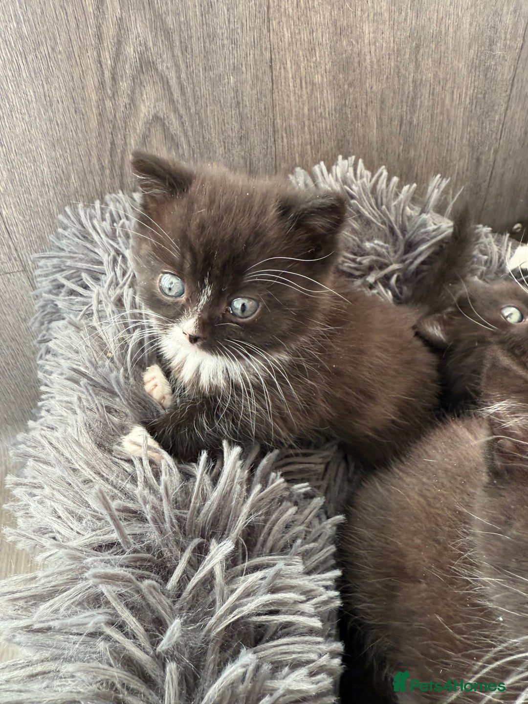 Mixed Breed cats for sale: 5 Beautiful kittens for sale  - Advert 9