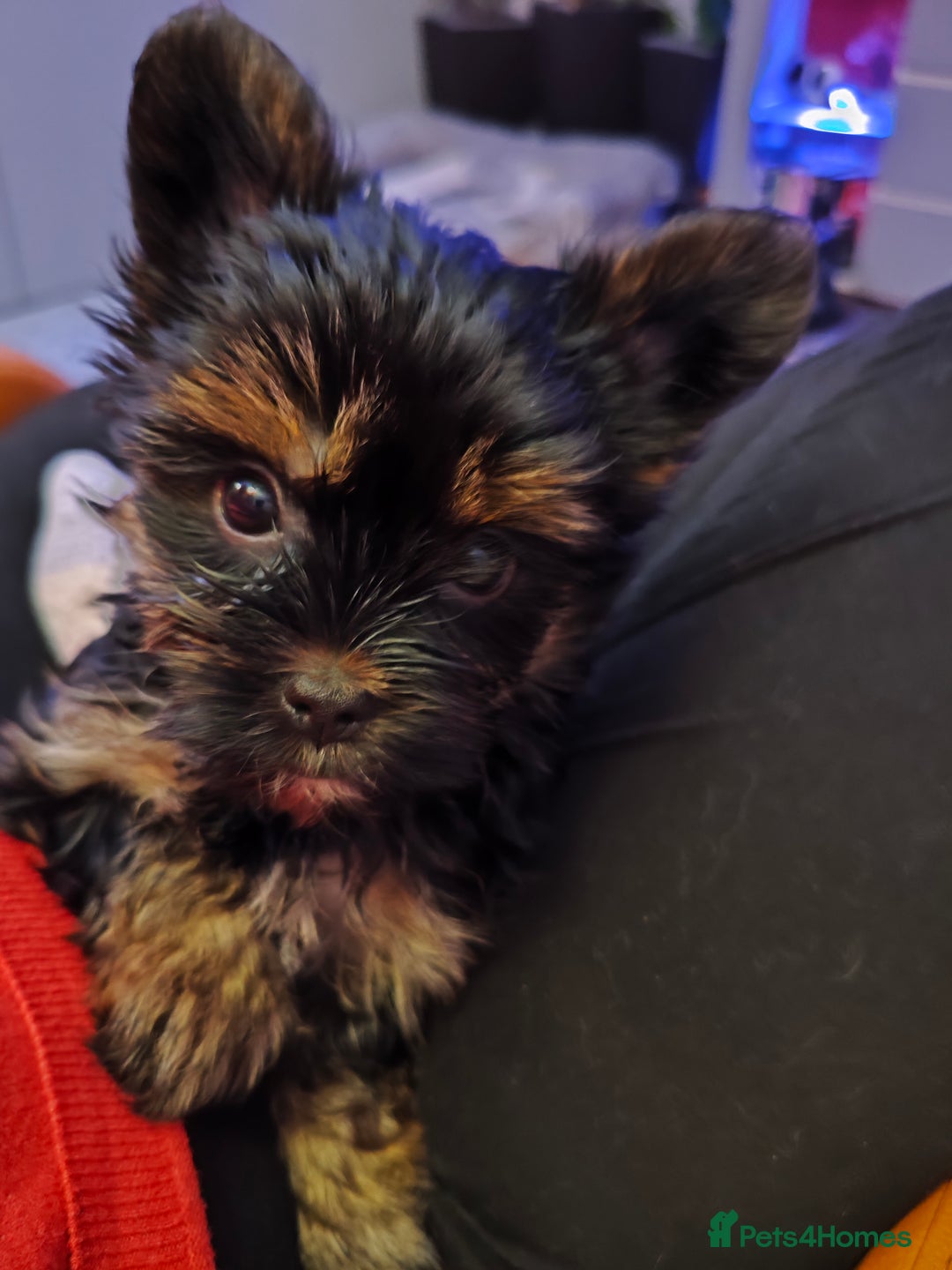 Yorkshire Terrier dogs for sale: Beautiful Yorkshire Terrier Girl - Advert 4