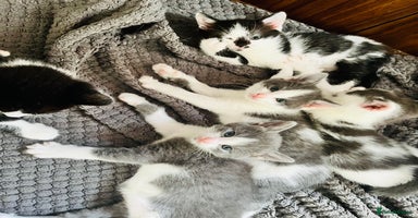 Mixed Breed cats - Advert 11