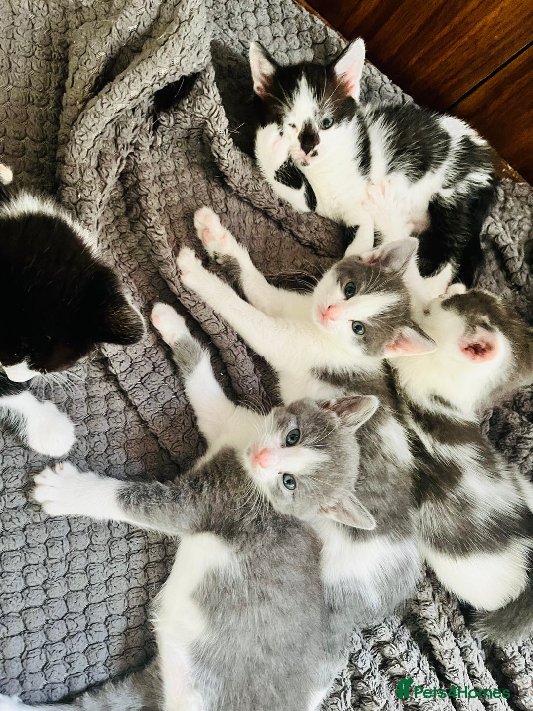 Mixed Breed cats for sale: Gorgeous Grey/White Black/White Kittens - Image 3