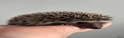 Pygmy Hedgehog rodents for sale: African Pygmy Hedgehog Ethically Bred  - Advert 16