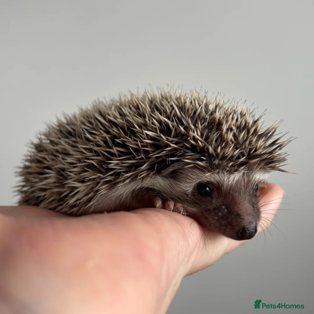 Pygmy Hedgehog rodents for sale: African Pygmy Hedgehog Ethically Bred  - Advert 16