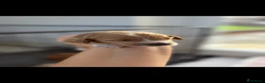 Jackapoo 3