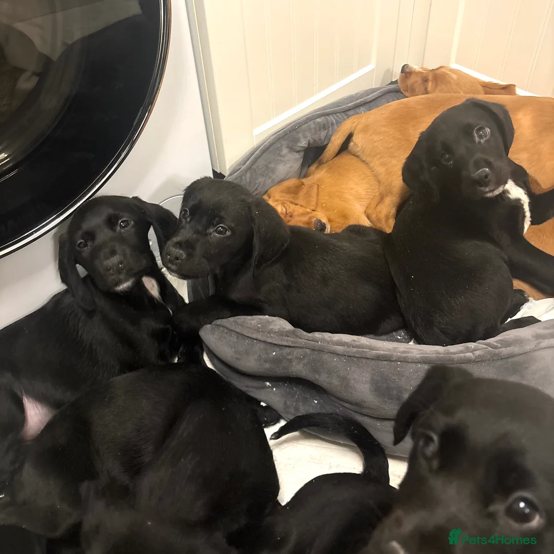 Cockerdor dogs for sale: Beautiful Cockerdor Puppies for Sale 🩷🩵 15 WEEKS - Advert 11