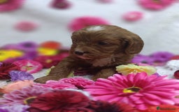 Cavapoo dogs for sale: Stunning F1 Quality Cavapoo Puppies. Dad Tested.  - Image 8