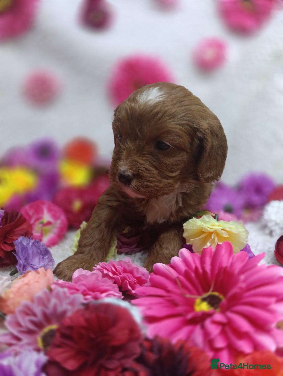 Cavapoo dogs for sale: Stunning F1 Quality Cavapoo Puppies. Dad Tested.  - Image 8