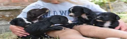 Cocker Spaniel dogs for sale: Beautiful Black and Chocolate Cocker Spaniel KCReg - Advert 5