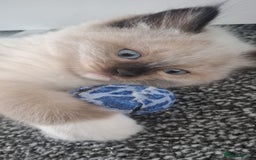 Ragdoll cats for sale: GCCF beautiful seal white bi-colour/point mitted - Image 27