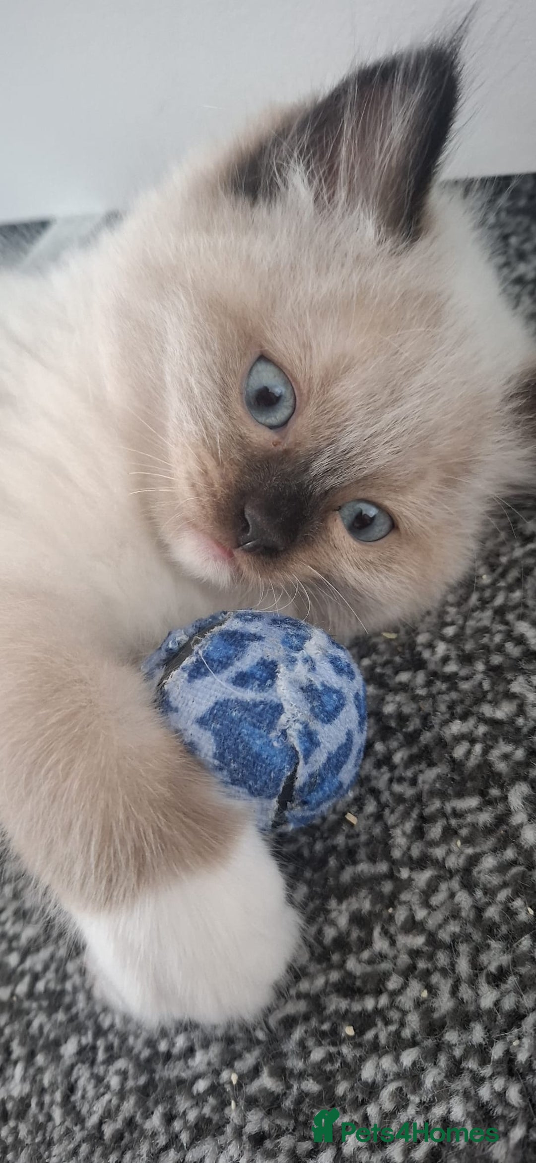 Ragdoll cats for sale: GCCF beautiful seal white bi-colour/point mitted - Image 27