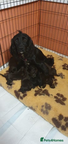 Cocker Spaniel dogs - Advert 4