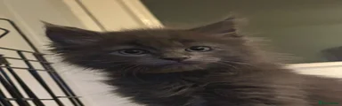 Ragcoon 3