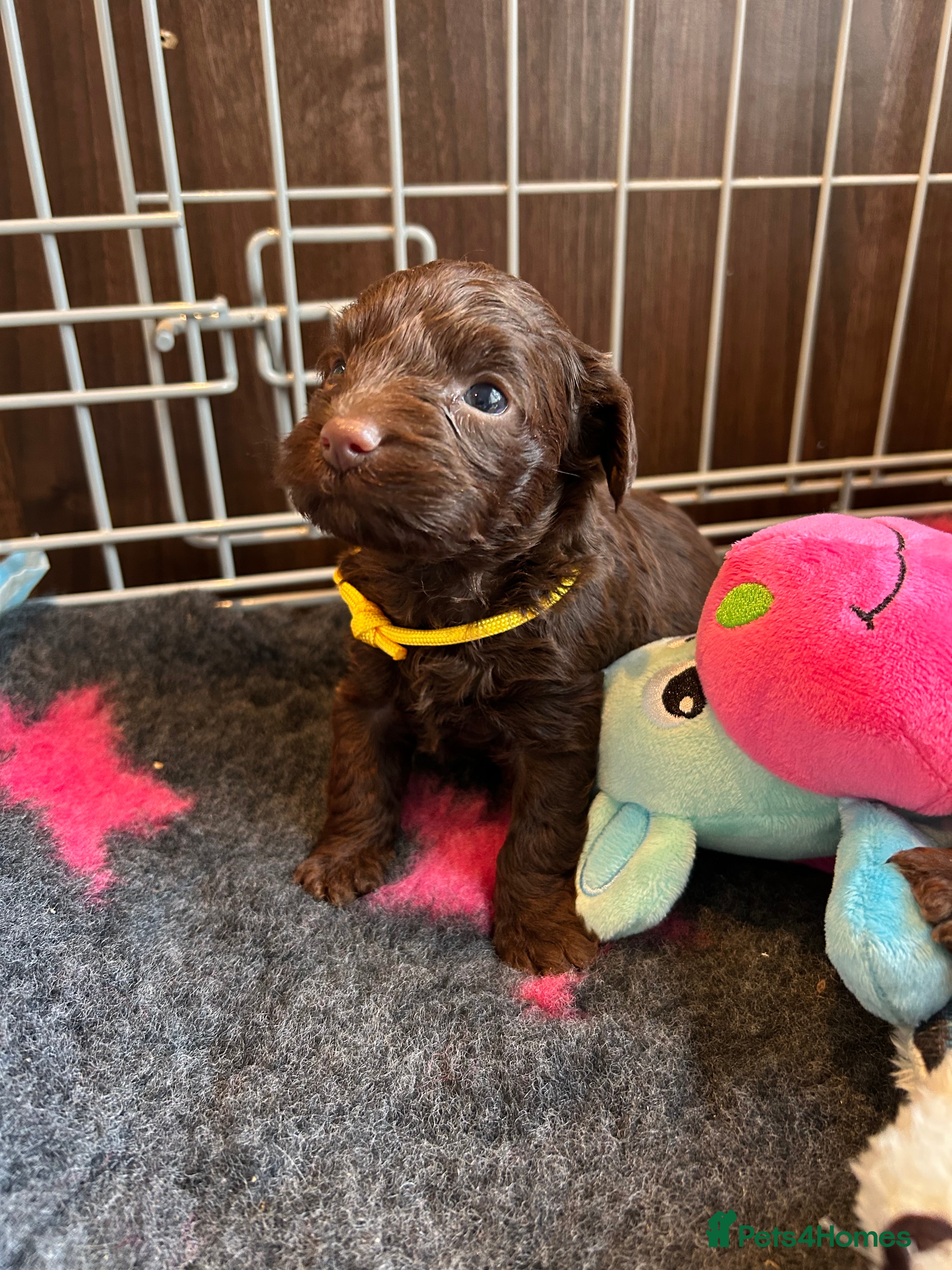 Maltipoo dogs Chocolate & tan Maltipoos (TOY!) - Advert 16